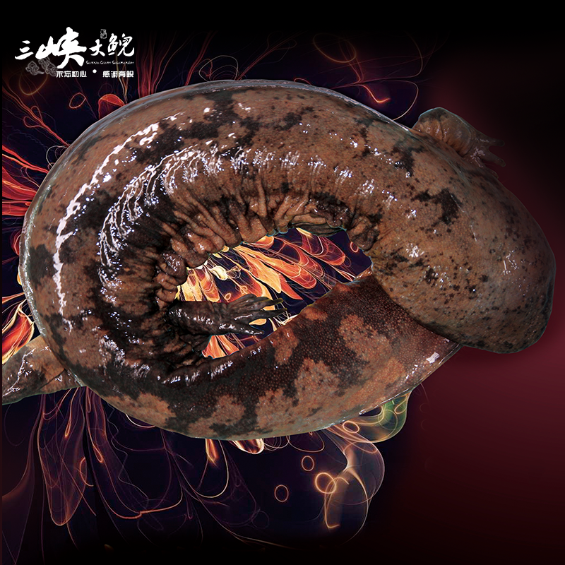 【有機認證】長生走魚來自三峽庫區無人區和涵養區（長生灣年產60萬尾，長生淀年產60萬尾）
